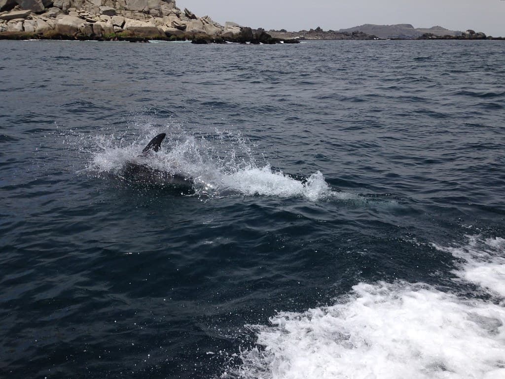 The Fin Whale, Isla Damas, Pingüino de Humboldt National Reserve, Chile.