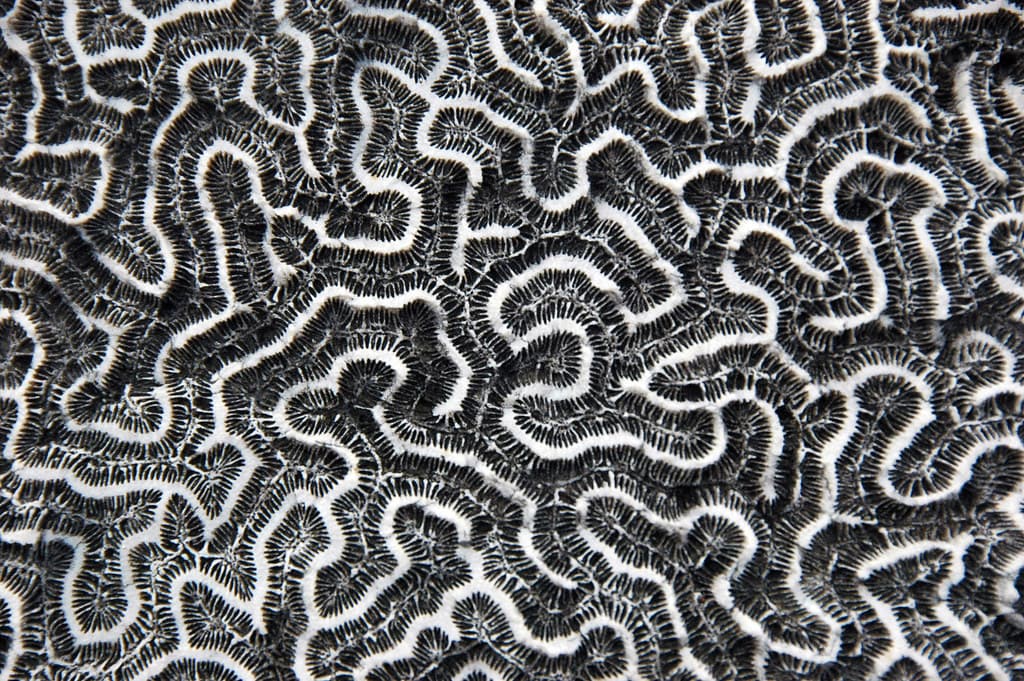 Diploria strigosa fossil symmetrical brain coral (Cockburn Town Member, Grotto Beach Formation, Upper Pleistocene, 114-127 ka; Cockburn Town Fossil Reef, San Salvador Island, Bahamas) 2