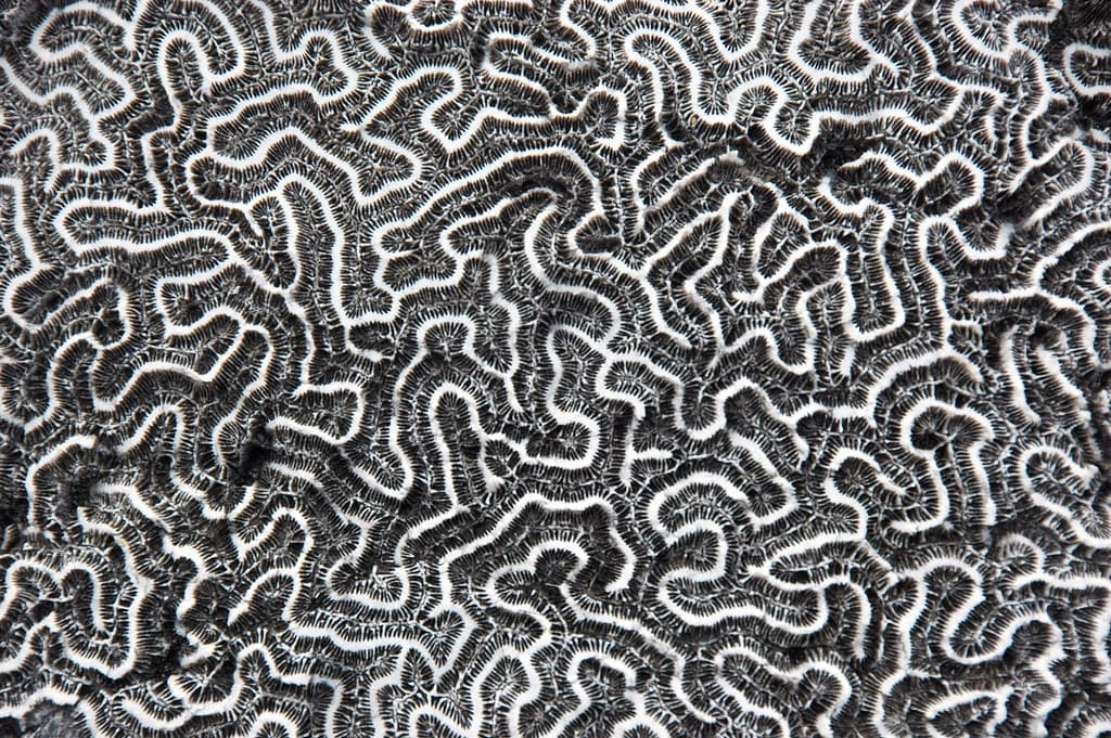Diploria strigosa fossil symmetrical brain coral (Cockburn Town Member, Grotto Beach Formation, Upper Pleistocene, 114-127 ka; Cockburn Town Fossil Reef, San Salvador Island, Bahamas) 1