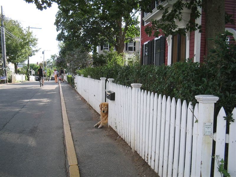 Ptown: un cane non da guardia
