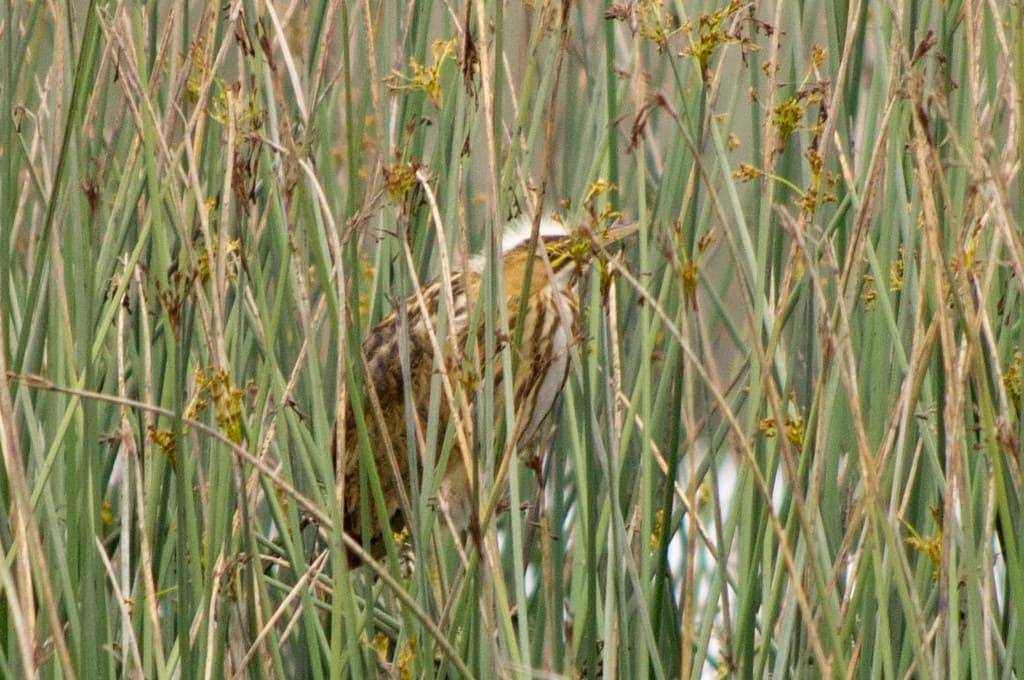 American Bittern