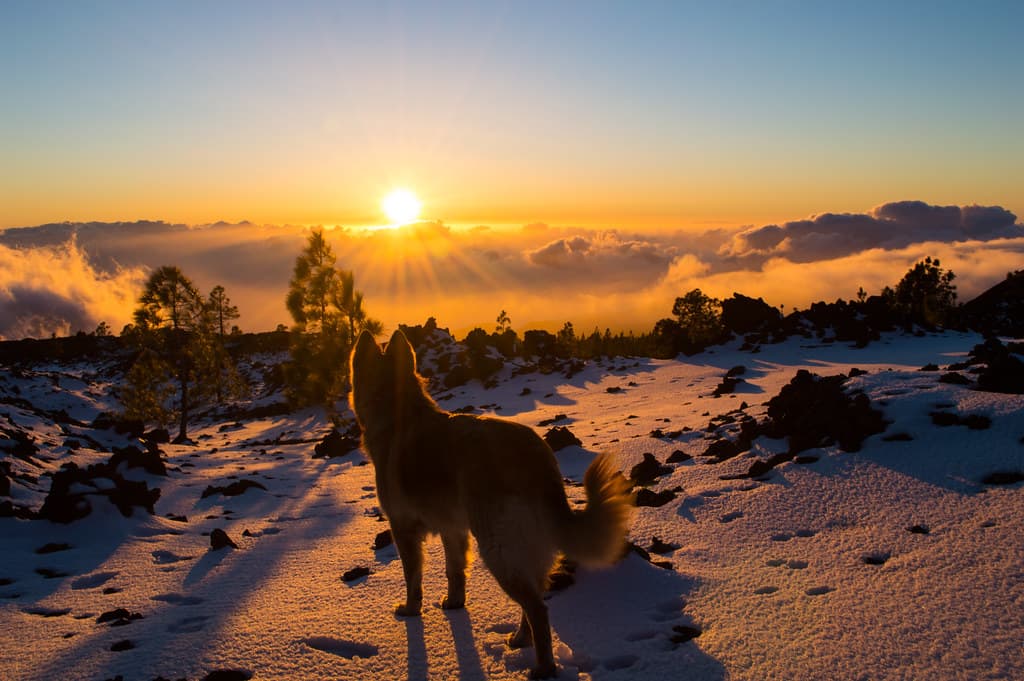 Sunset in "Boca Tauce" and my german shepherd CALA - Puesta de sol en Boca Tauce y mi perra pastor alemán  CALA. Tenerife