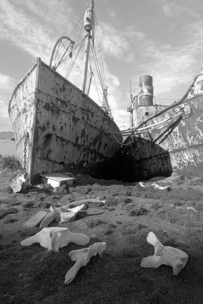 Beached whalers