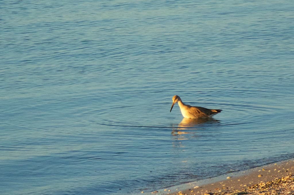 Sebastian Inlet birds at sunset - Mar 2015, #04