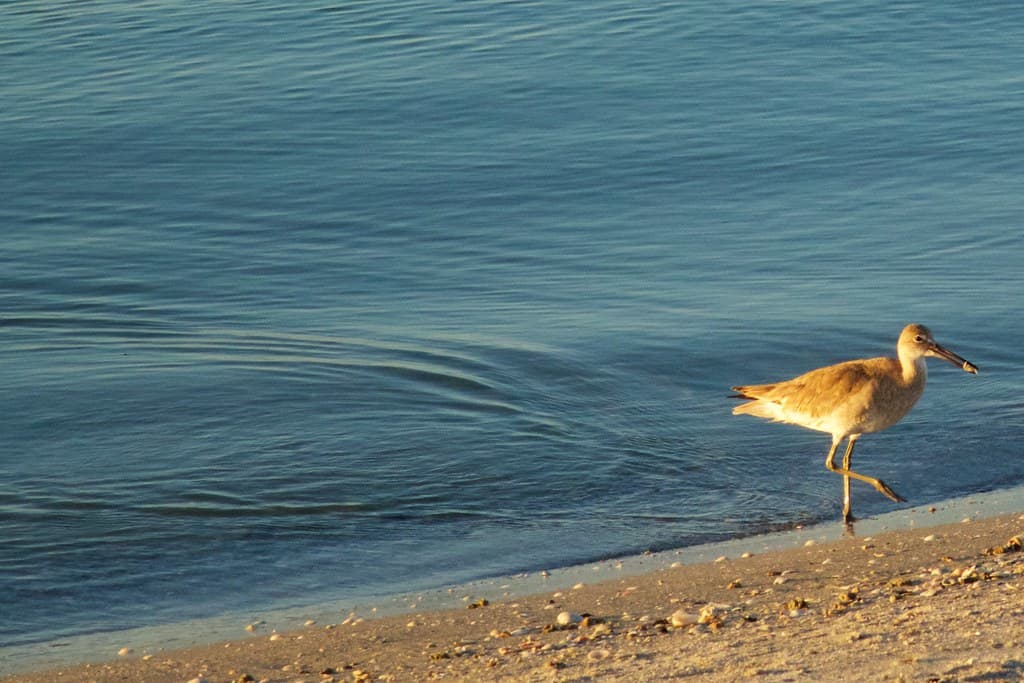 Sebastian Inlet birds at sunset - Mar 2015, #03