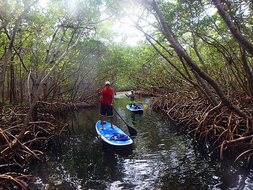 Stand Up Paddleboard Yoga Sarasota Lido Beach Mangrove Tunnels