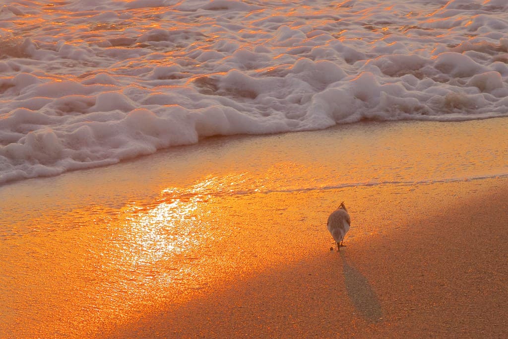Mar 16, 2015 - sunrise on the beach, 13