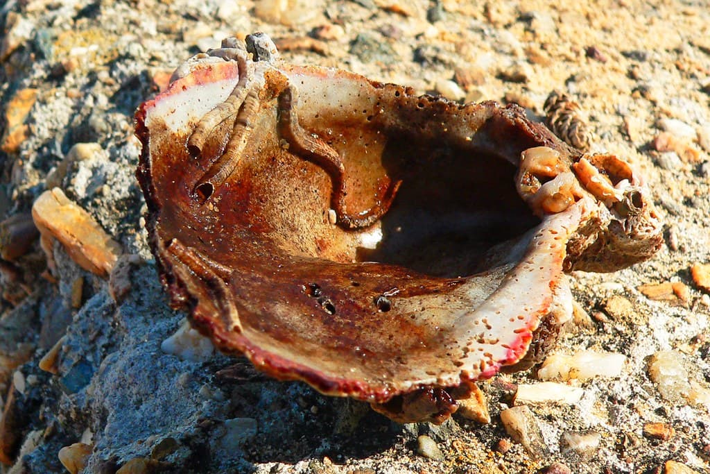 shell worms