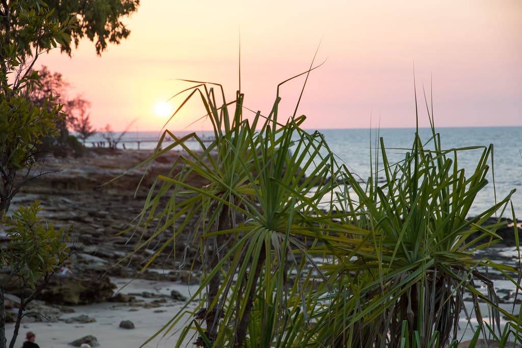 Sunset through pandanus - Nightcliff Beach, Darwin, Northern Territory, Australia