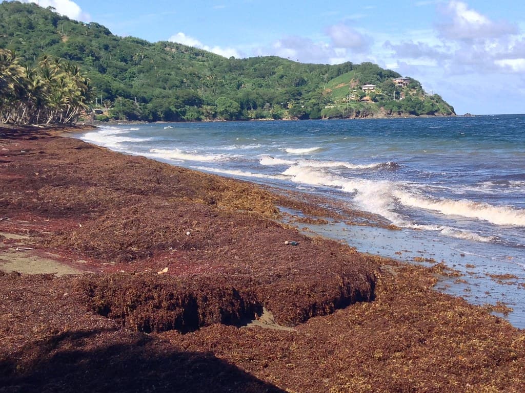 Petit Trou Beach — photo by rjsinenomine