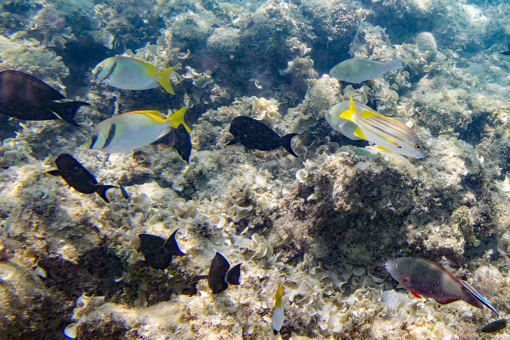 various fish