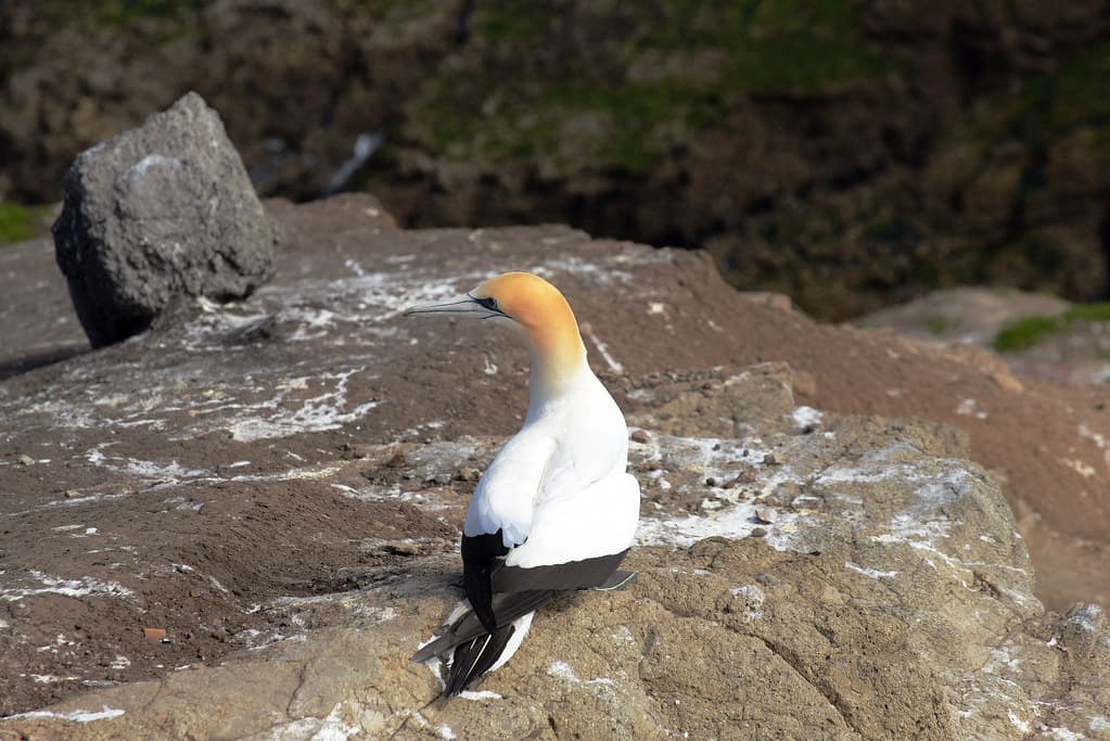 Muriwai Gannet Colony_2018 11 04_4432