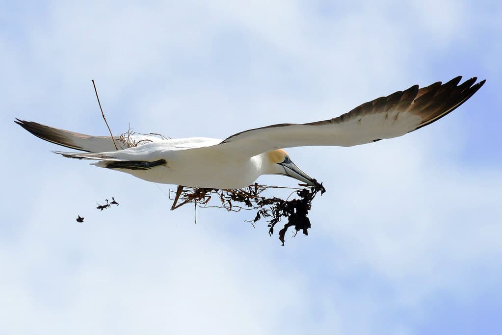 Muriwai Gannet Colony_2018 11 04_4413
