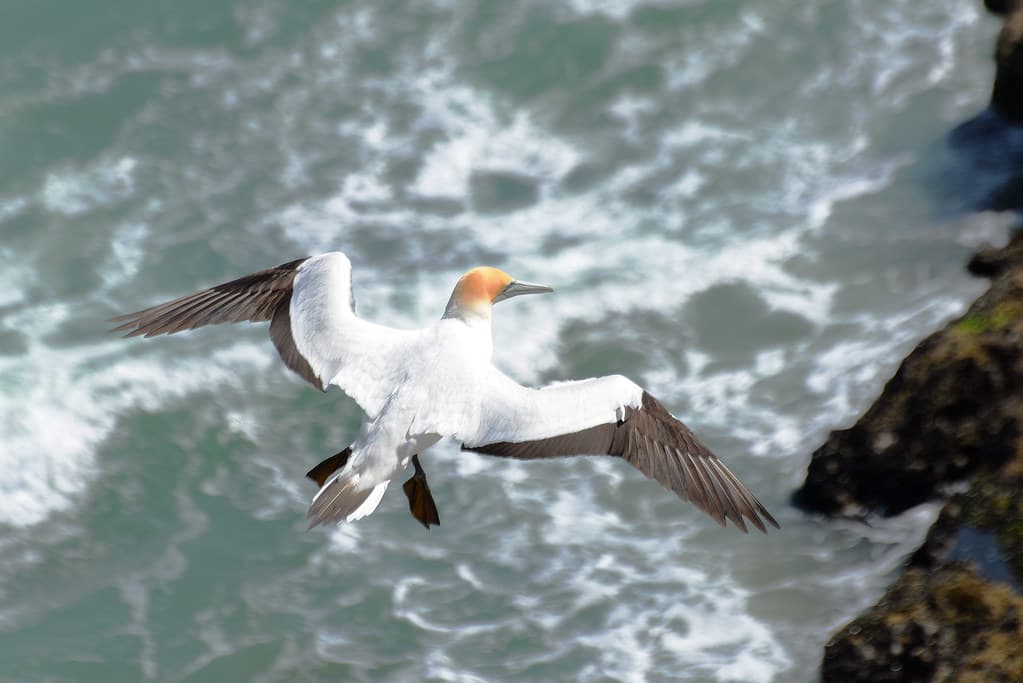 Muriwai Gannet Colony_2018 11 04_4370