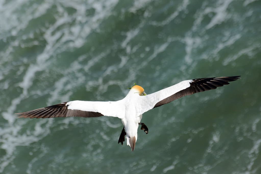Muriwai Gannet Colony_2018 11 04_4340