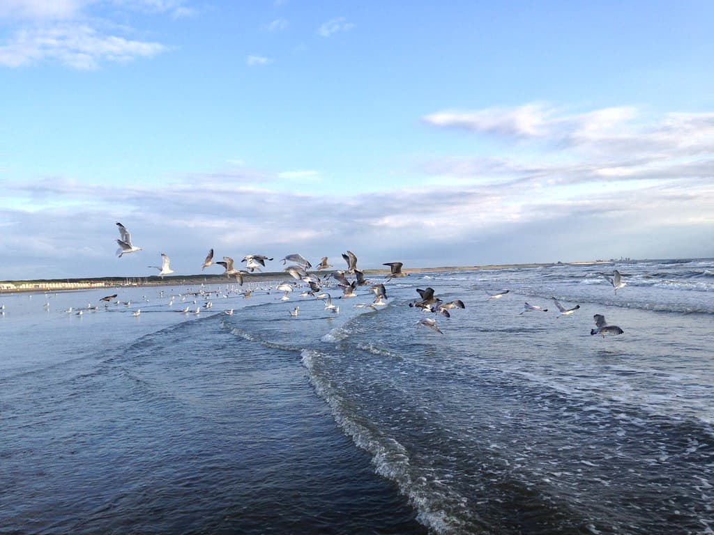 ZAANDVORD, NETHERLANDS ( NORTH SEA )
