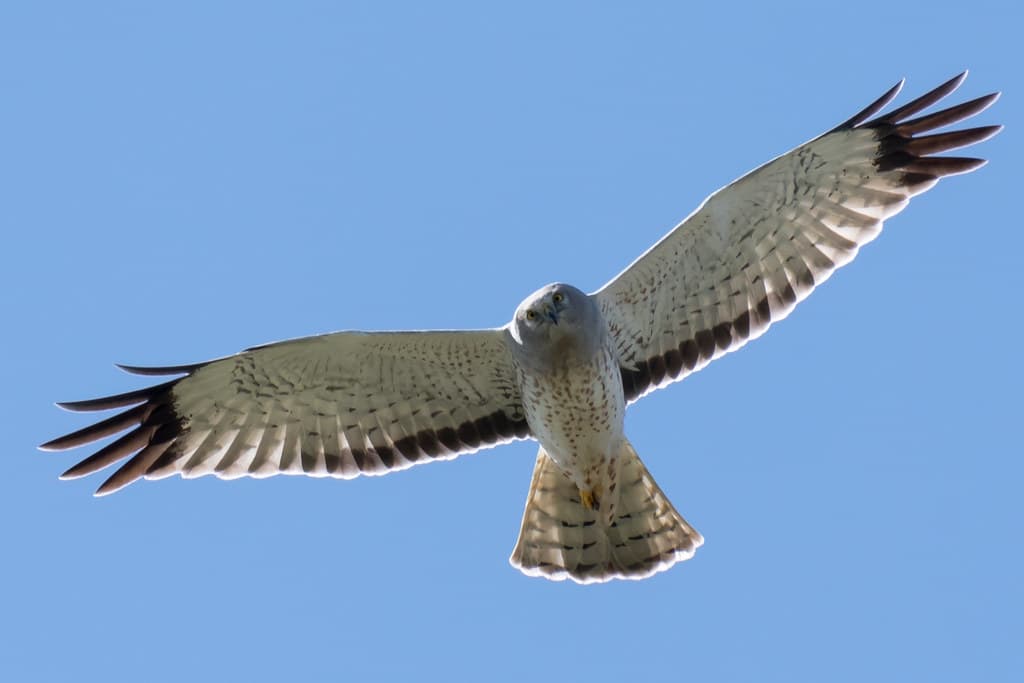 DSC_9915.jpg Northern Harrier, Baldwin Creek