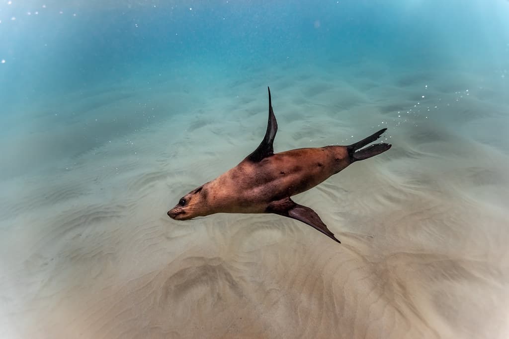 Chinamans Hat Seals & Rays-25