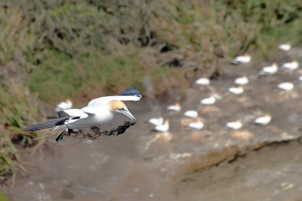 Muriwai Gannet Colony_2018 11 04_4431