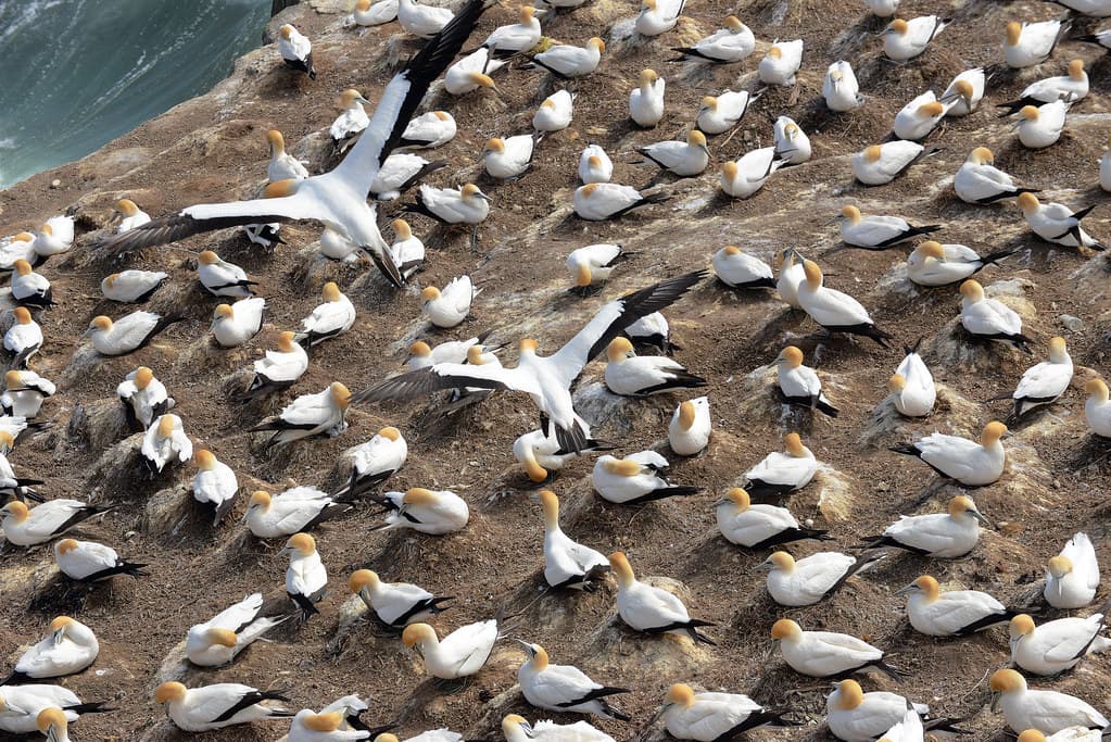 Muriwai Gannet Colony_2018 11 04_4439