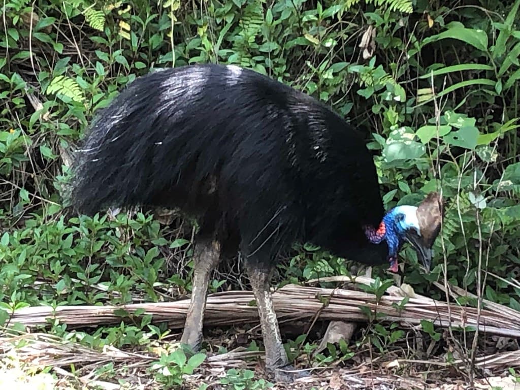 Living Dino-bird walked out of the jungle!  see vid!