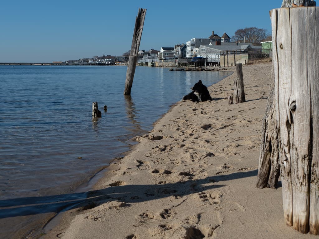 Provincetown - juniper 2