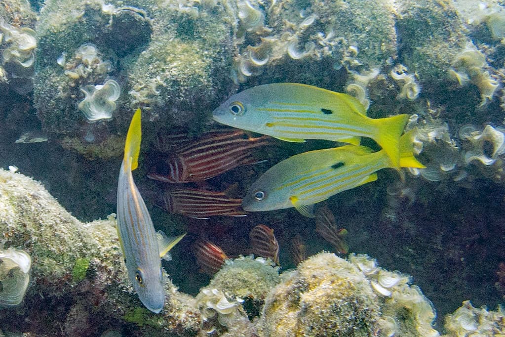 Sargocentron rubrum Red Squirrelfish with Longspot and Stripey Snappers