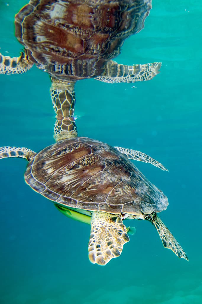 Chelonia mydas Green Sea Turtle and Echeneis naucrates Sharksucker
