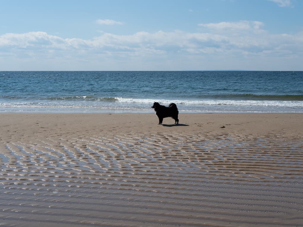 herring cove beach - juniper 2