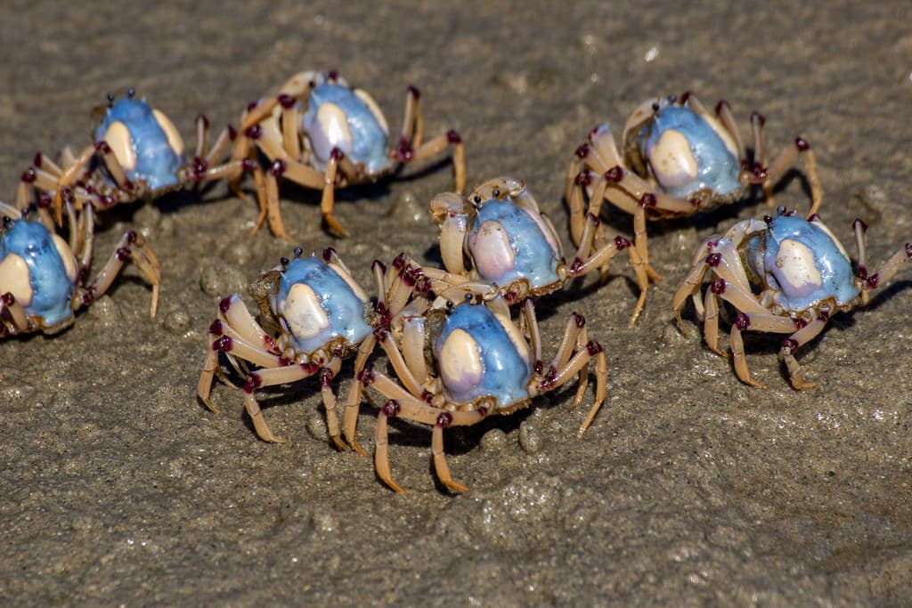 The little blue soldier crabs, Narrawallee, AU