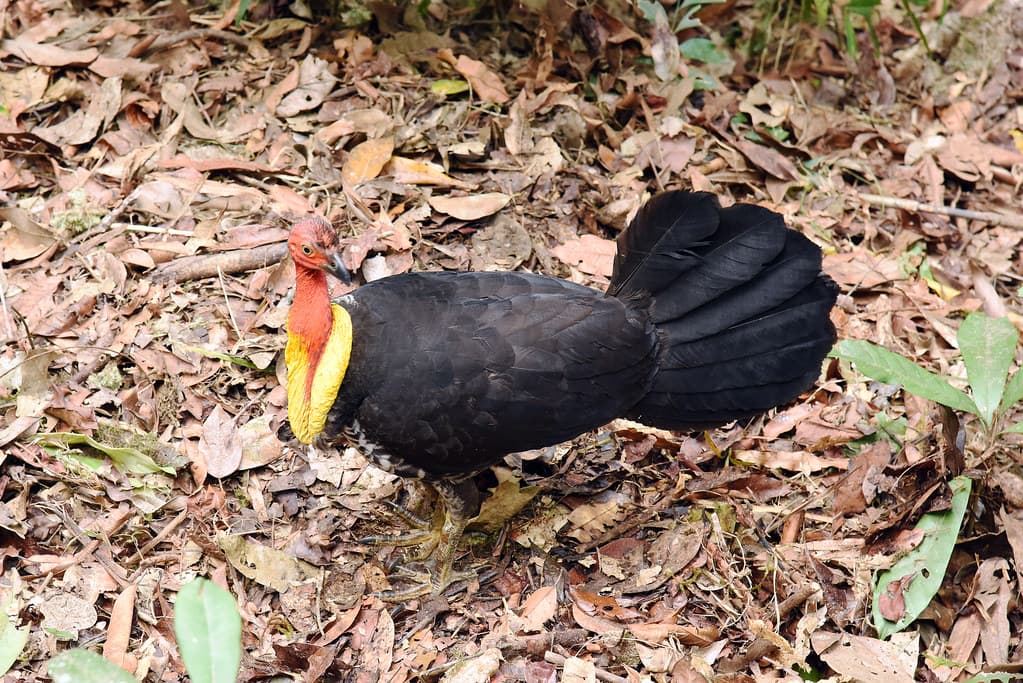 Mossman Gorge_2018 10 20_2629