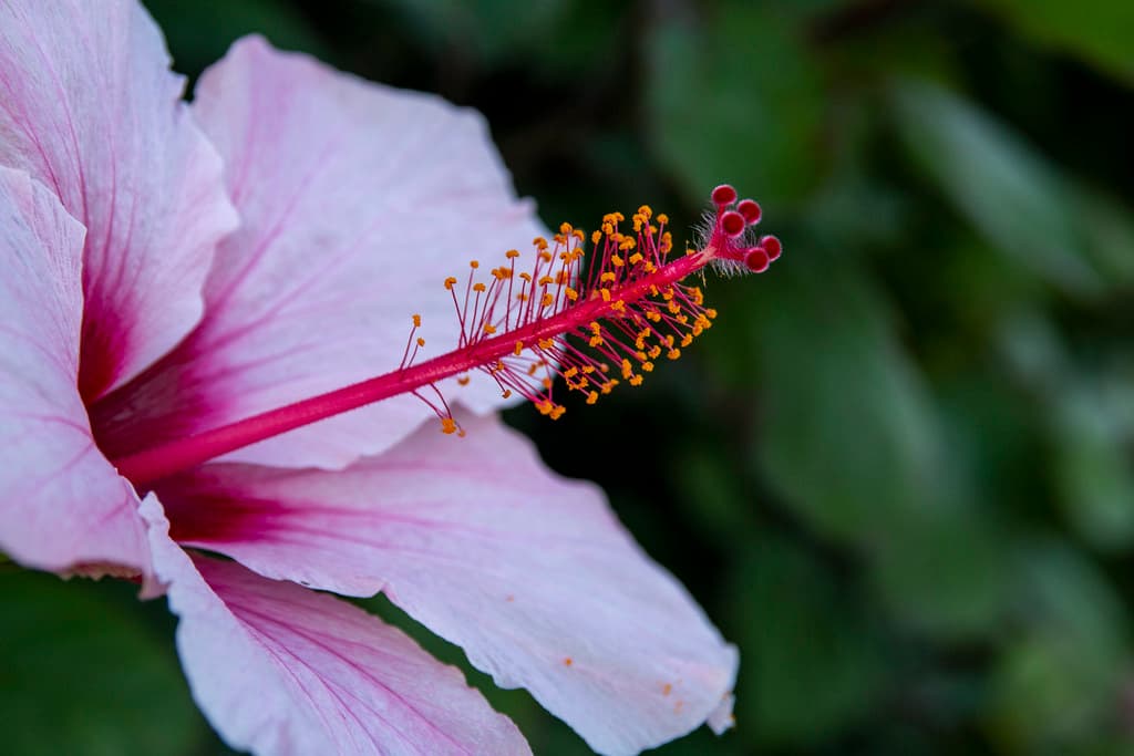 Hibiscus Pistil, Mollymook, AU