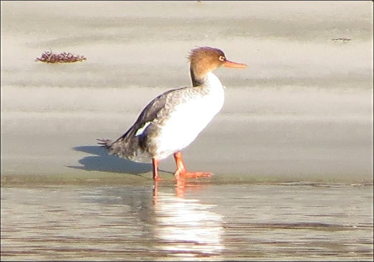 Red-breasted Merganser, Female, Fort Pierce Inlet State Park, Fort Pierce, FL