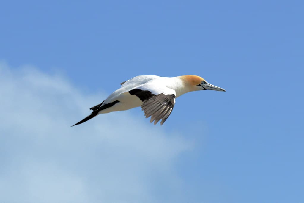 Muriwai Gannet Colony_2018 11 04_4415