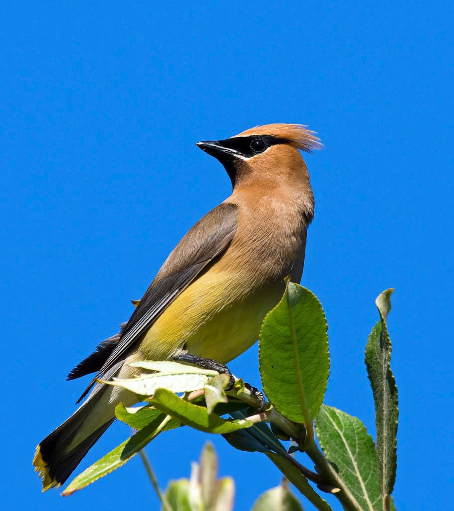 Cedar Waxwing