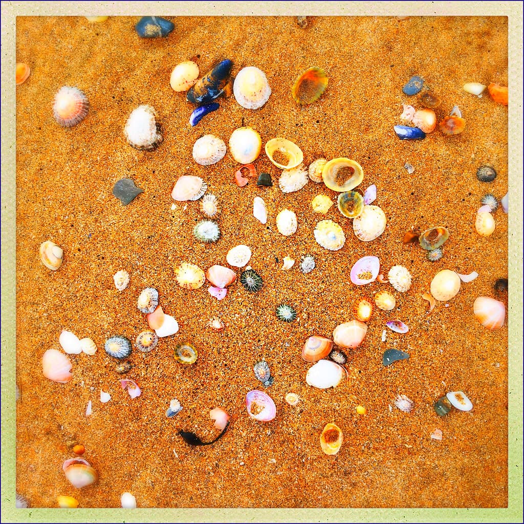 She sells seashells on the seashore