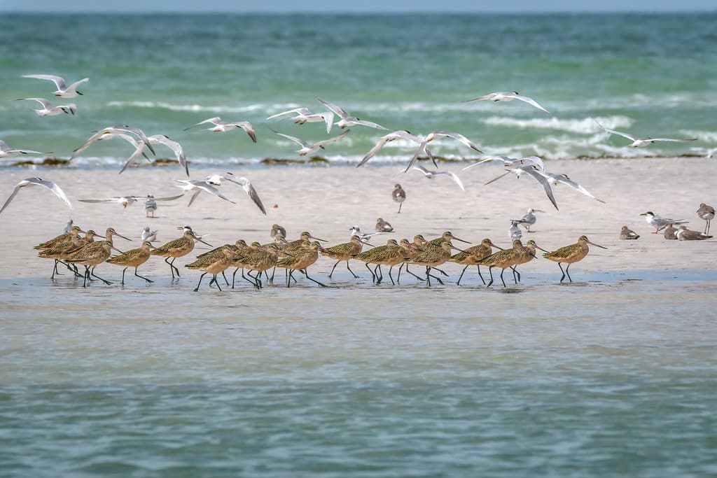 Flock of Royal terns fly over a group of Marbled Godwits on a sandbar in the Gulf of Mexico, St. Petersburg, Florida