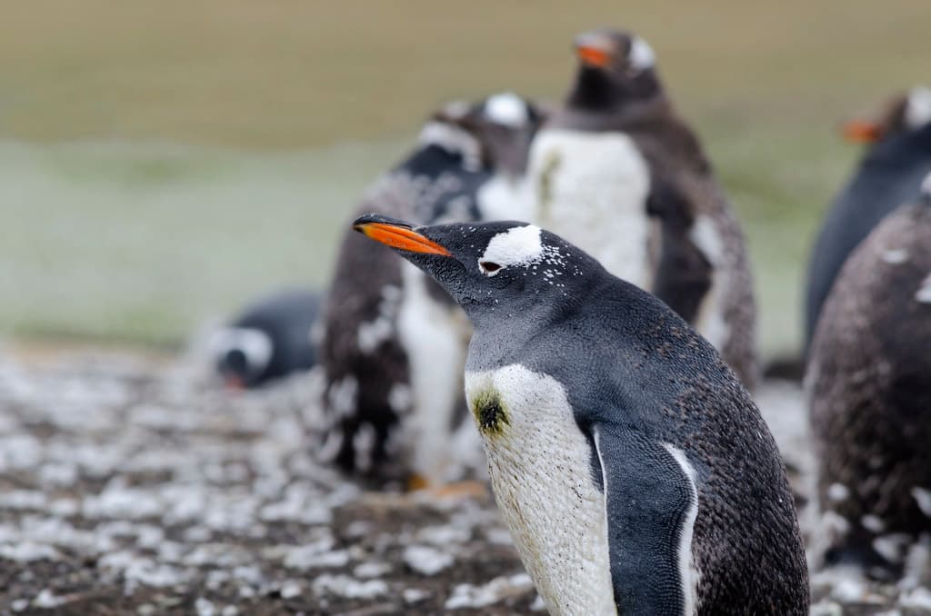 Gentoo penguin
