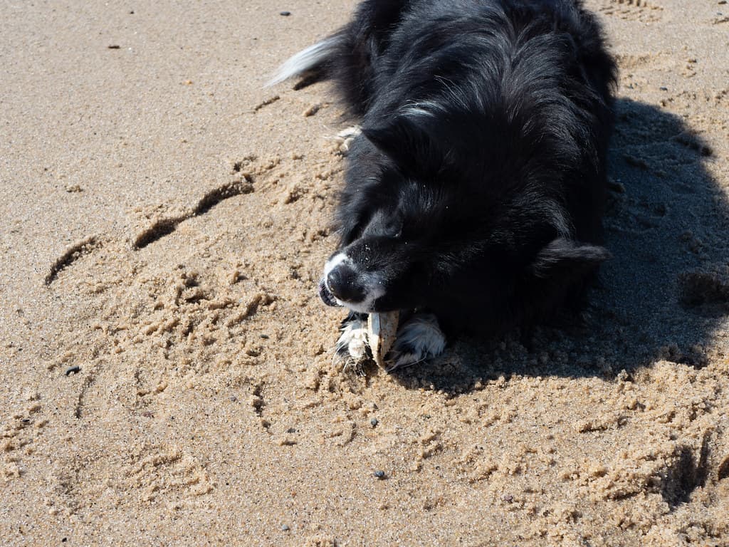 herring cove beach - juniper + clam