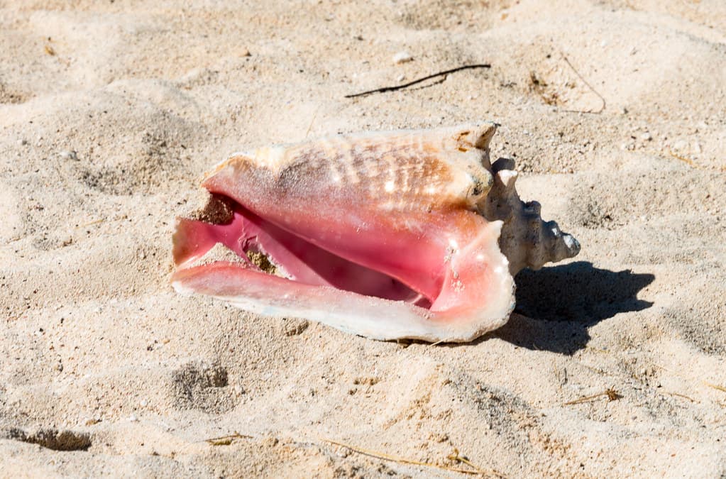 Cotton Bay Beach — photo by MikePScott