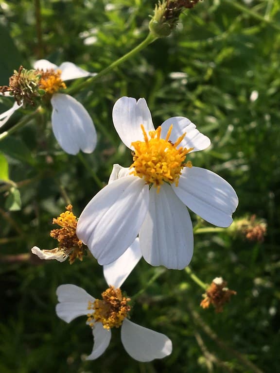 Bidens alba