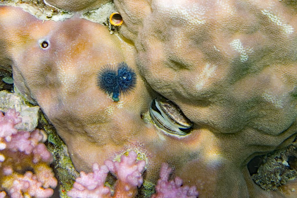 Christmas tree worm Spirobranchus sp and clam Pedum spondyloideum