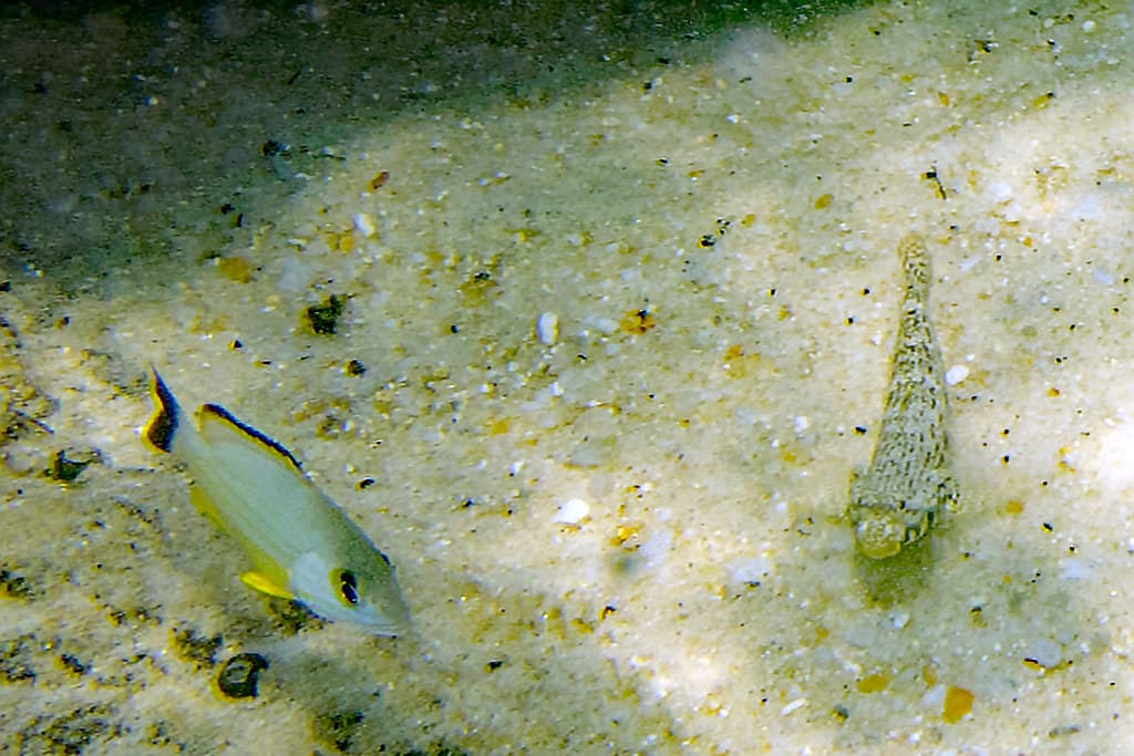 Parapercis clathrata Spotted Grubfish and juvenile Lutjanus fulvus Blacktail Snapper