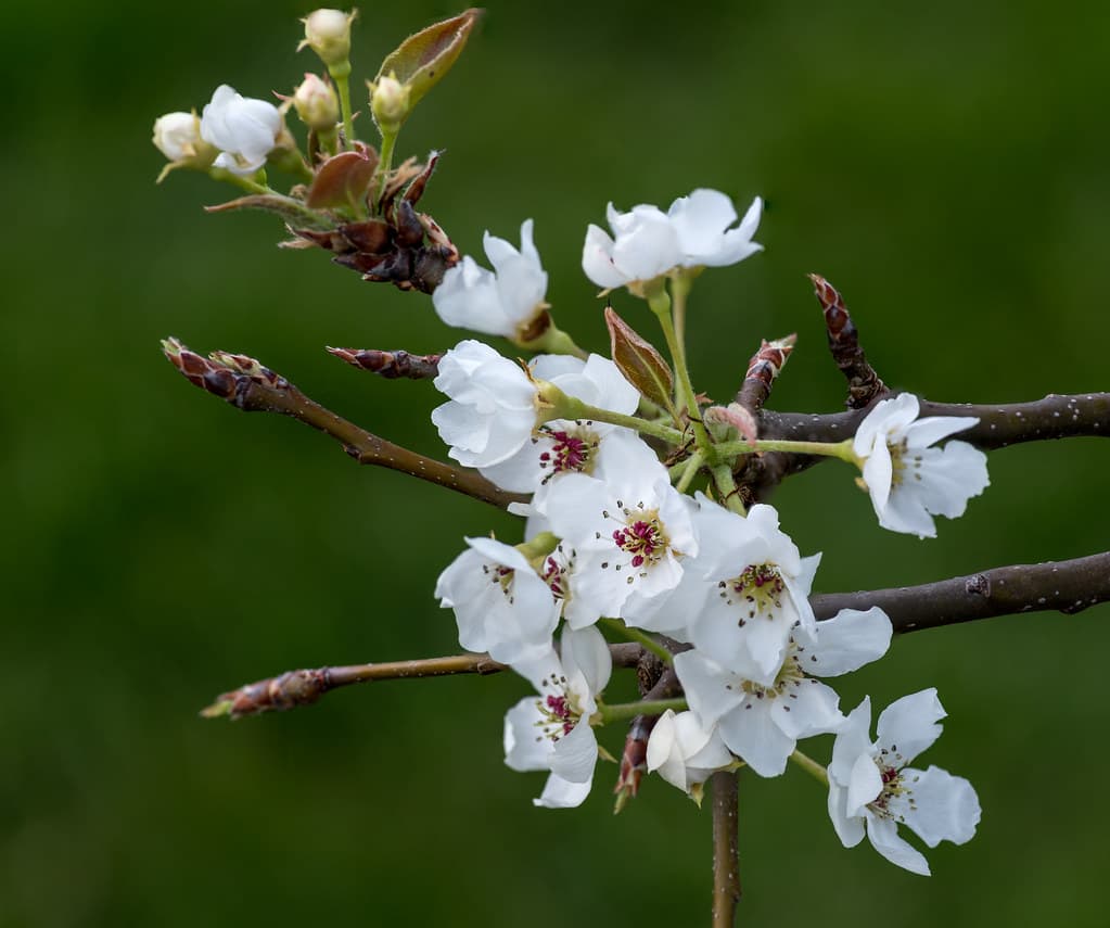 Pyrus pyrifolia blossoms 29March2018