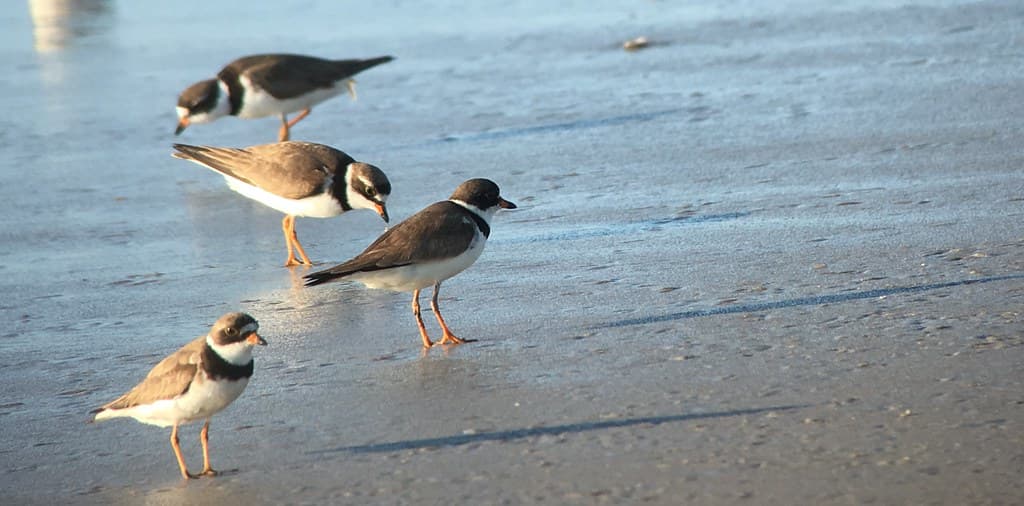 Schellenger Avenue Beach — photo by fishhawk