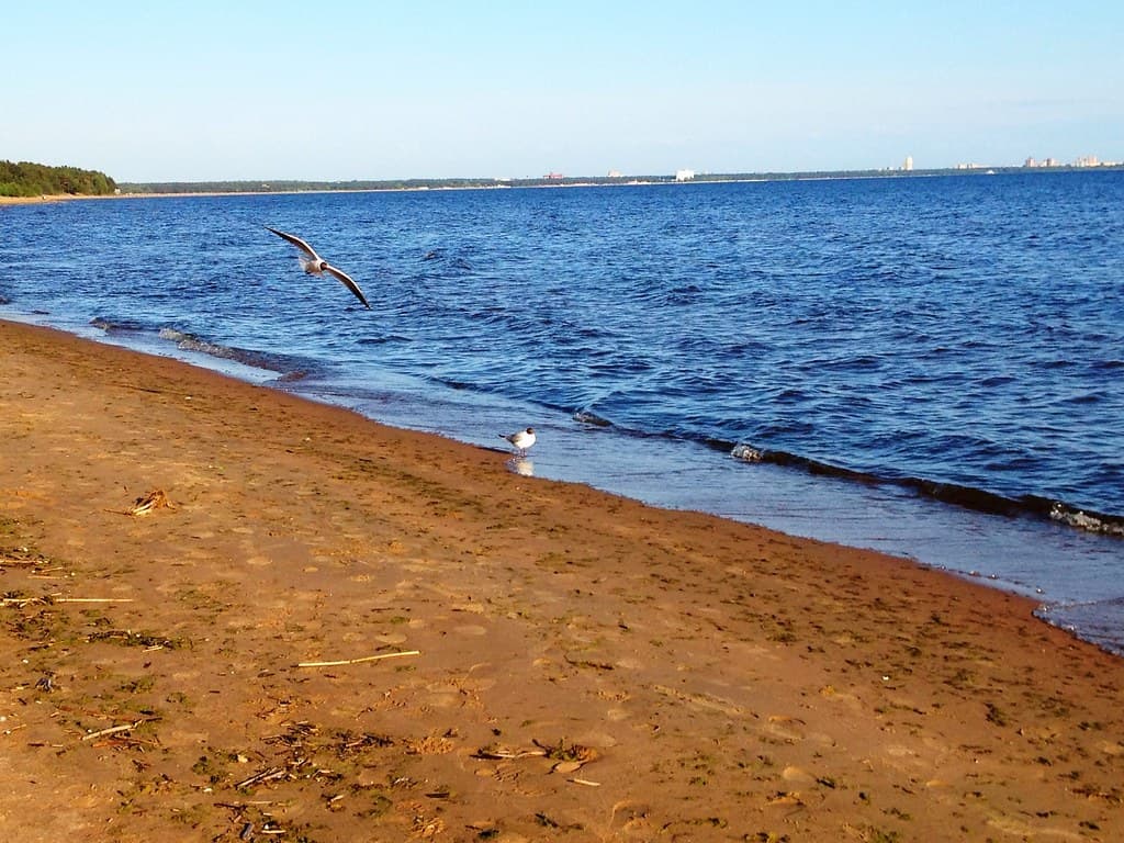 Solnechnoye Beach — photo by sestrik