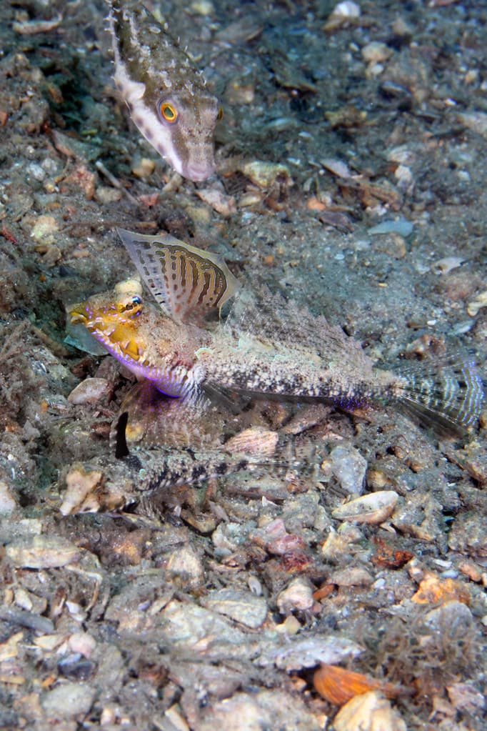 IMG_4017wa voyeur Lancer Dragonet (Paradiplogrammus bairdi)