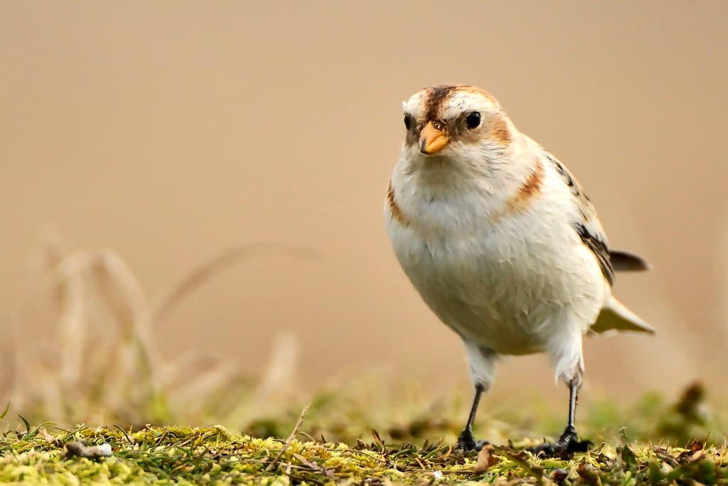 Snow Bunting