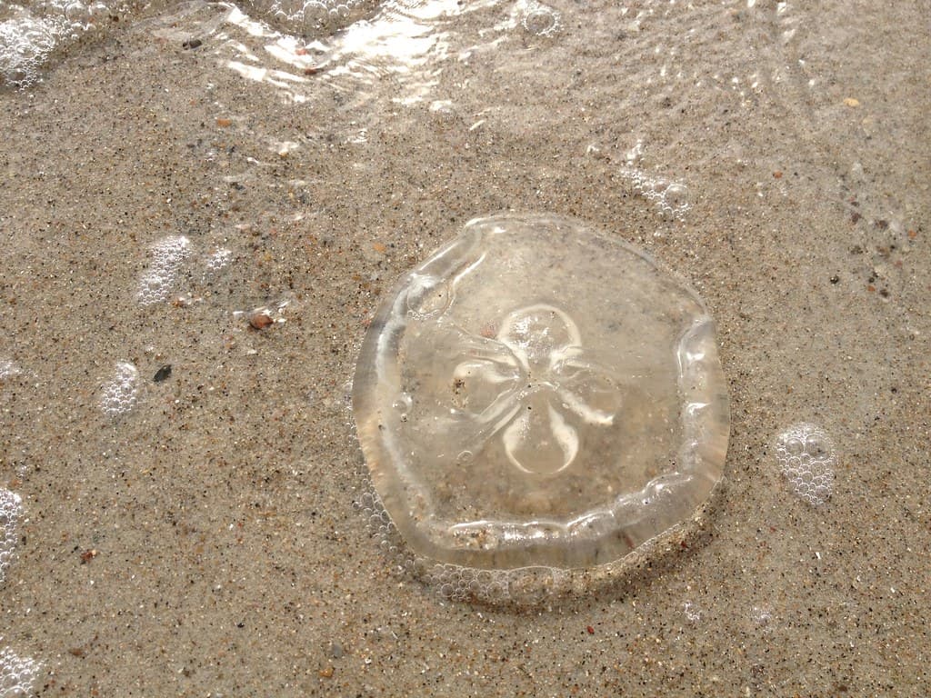 Perty Jellyfish