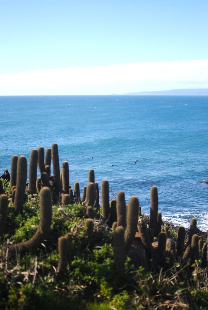Surfers spot - Punta de Lobos
